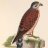 Falcon
